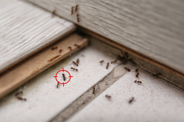 Best Best Pest Control Companies  in Green Island, NY
