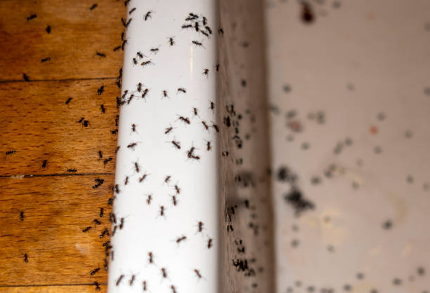 Best Pest Prevention Services  in Green Island, NY