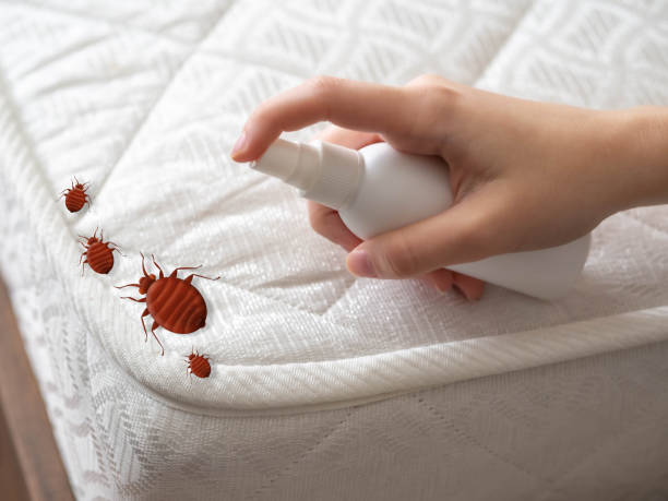 Best Emergency Pest Control  in Green Island, NY