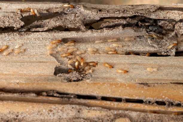 Best Wildlife Control Services  in Green Island, NY