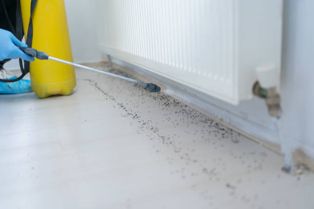 Best Mosquito Control Services  in Green Island, NY