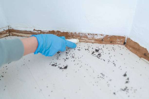 Best Rat Extermination Near Me  in Green Island, NY